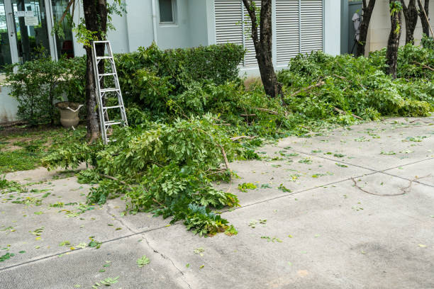 Best Best Tree Removal Services  in Athens, TX